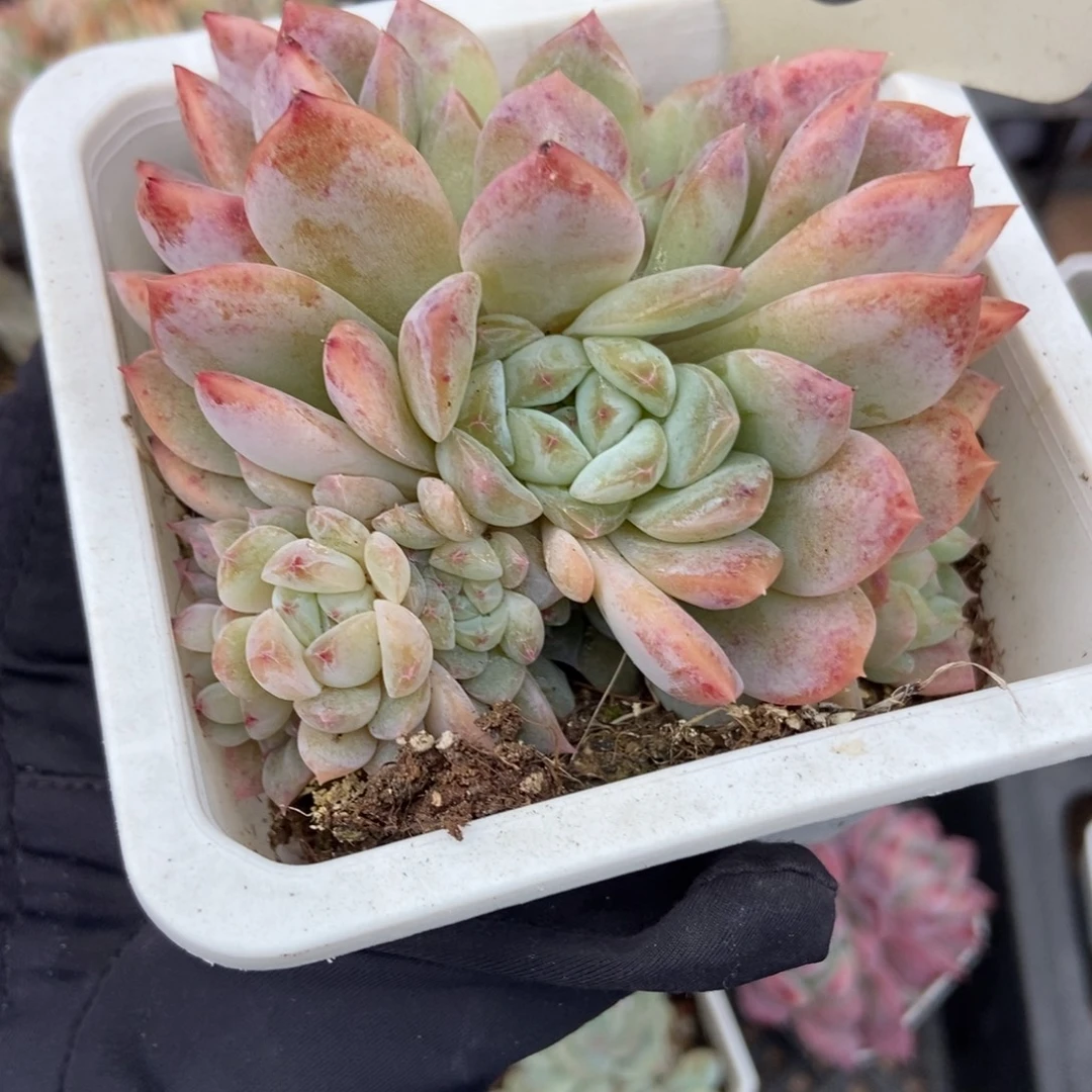 8冰魄朵朵多肉植物