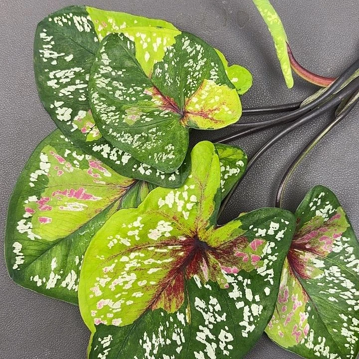 69-0713野蜂飞舞现货发