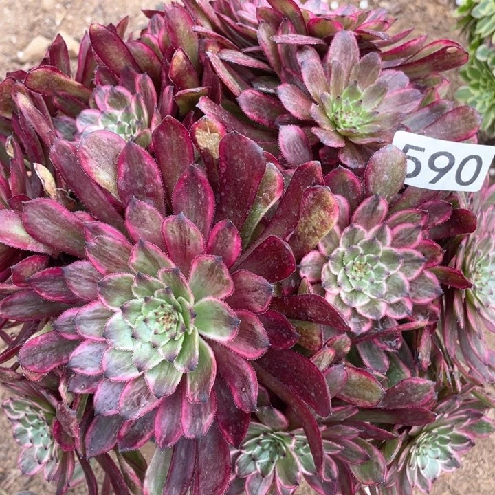 590多肉植物紫霞仙子