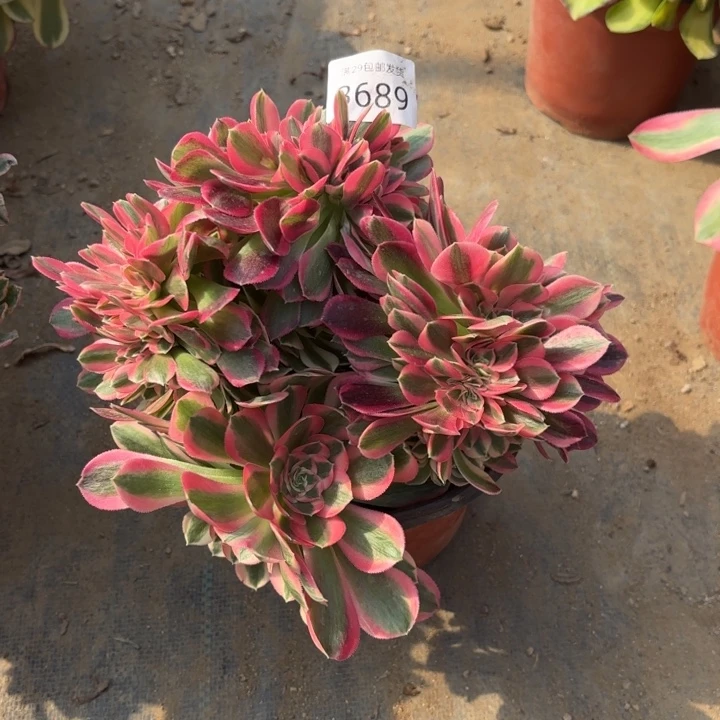 女巫坠多肉法师3689