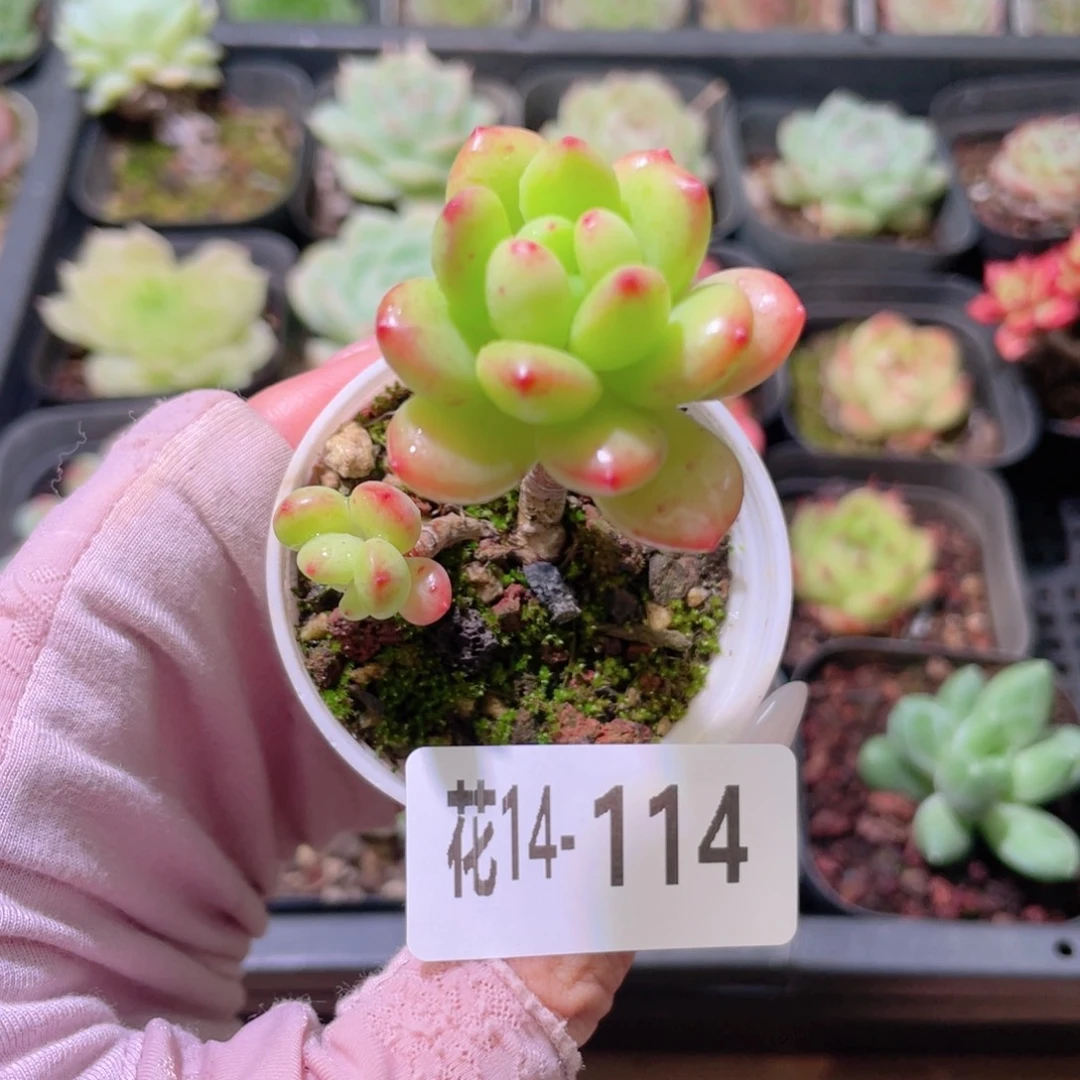 花利美14-114春萌