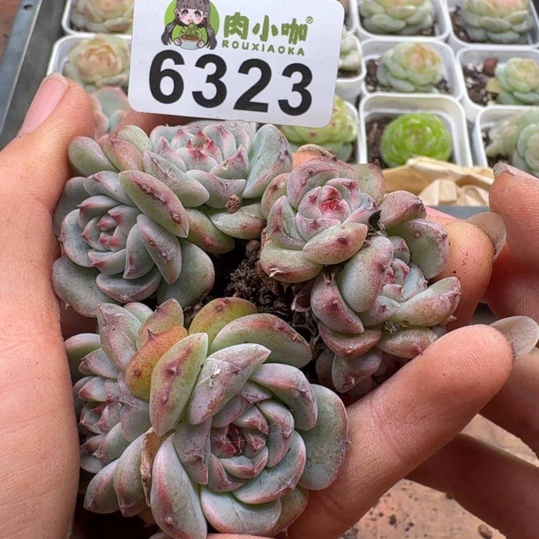 多肉植物多肉植物