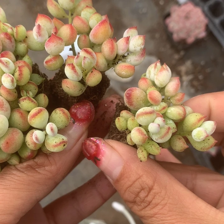 达摩小。（满9.99包邮不满9.99发空盆）