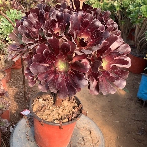 欧紫多肉植物法师41