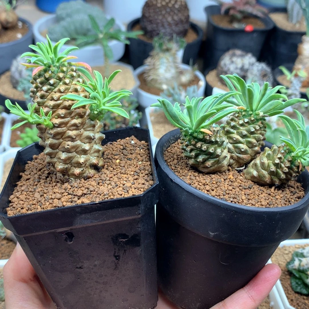 C****.2盆麒麟多肉带盆