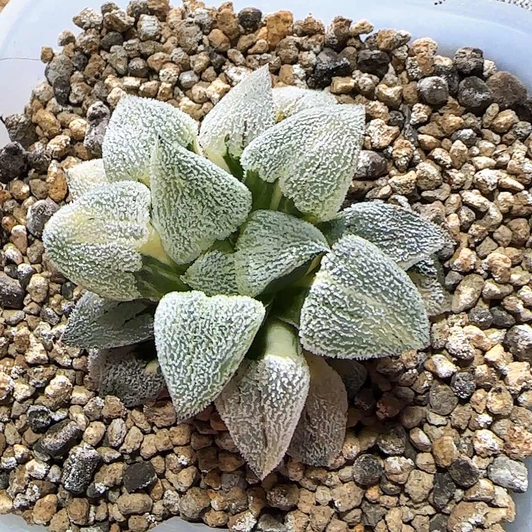 195号特白磨面锦 5.2 厘米左右一物一拍带盆发货