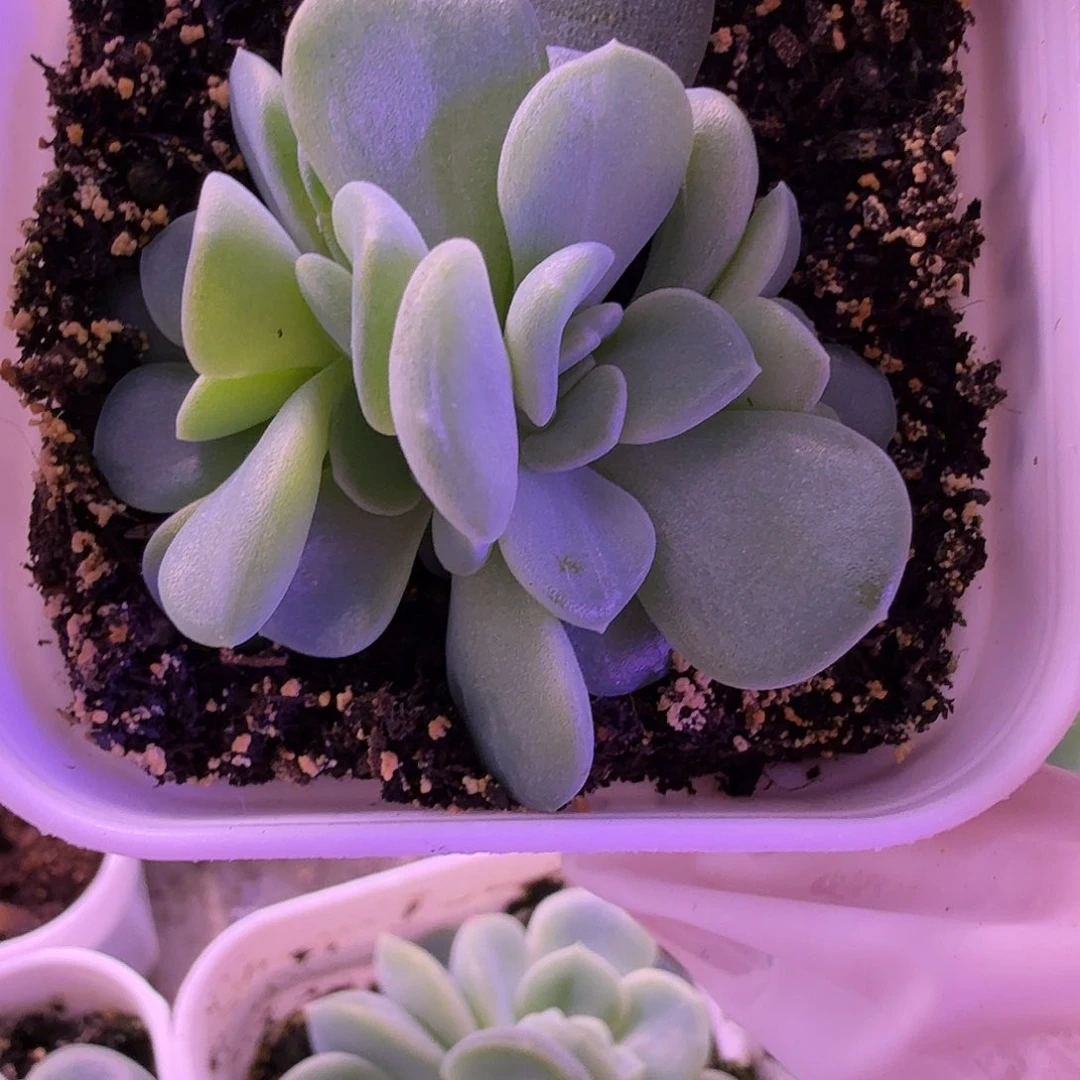 甜心2909叶插苗一物一拍