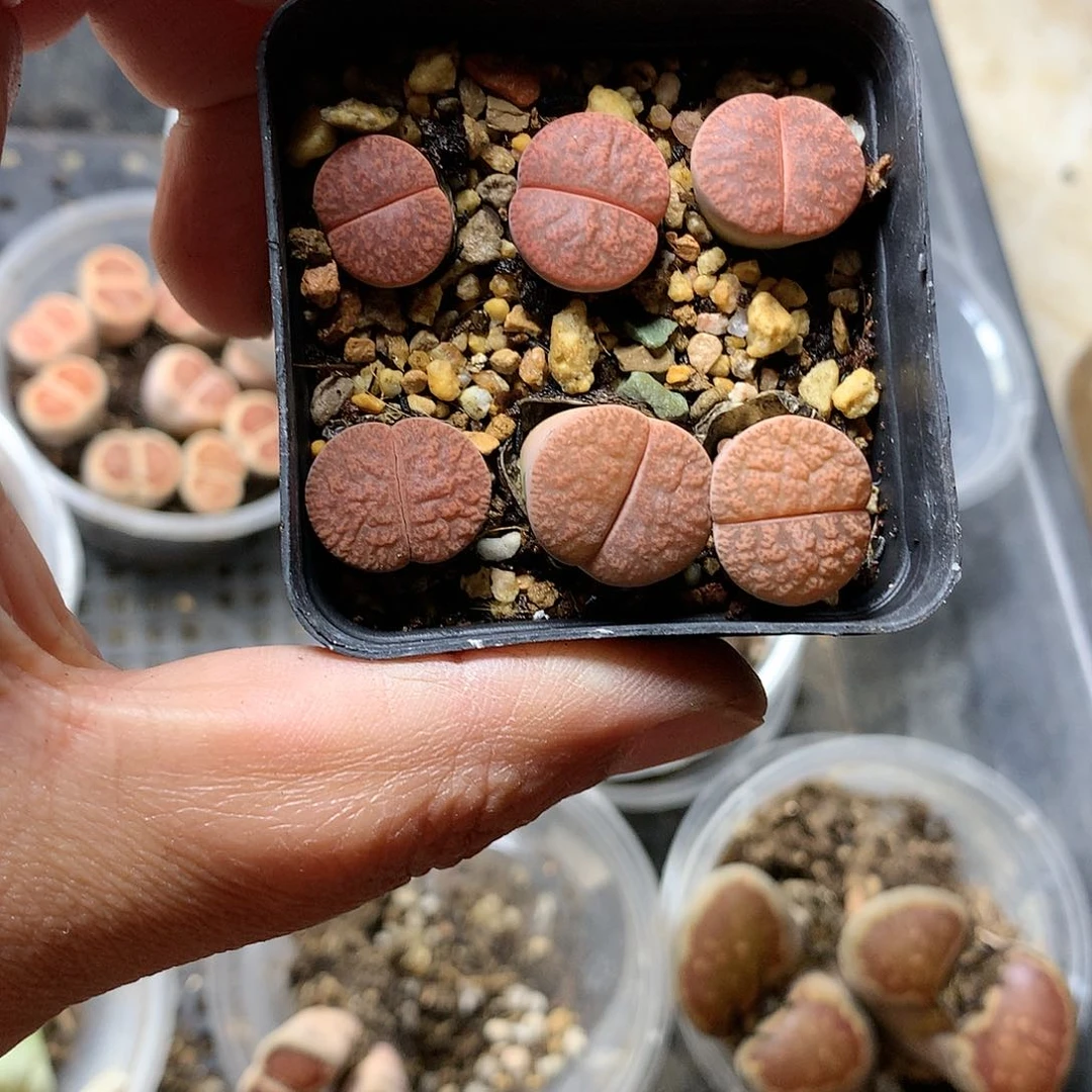 p390多肉植物保护