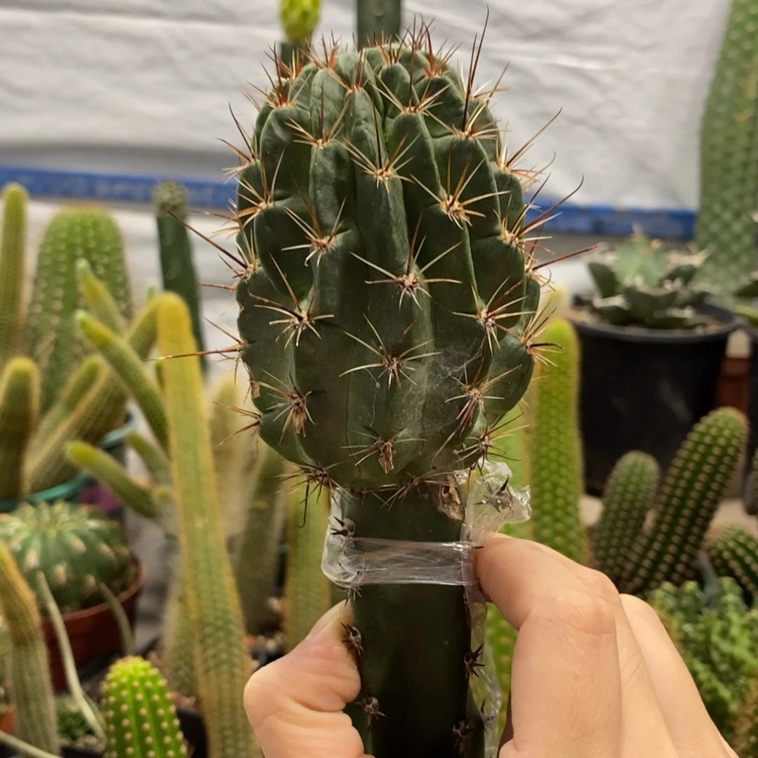 新品白花绿喉绣谱母本