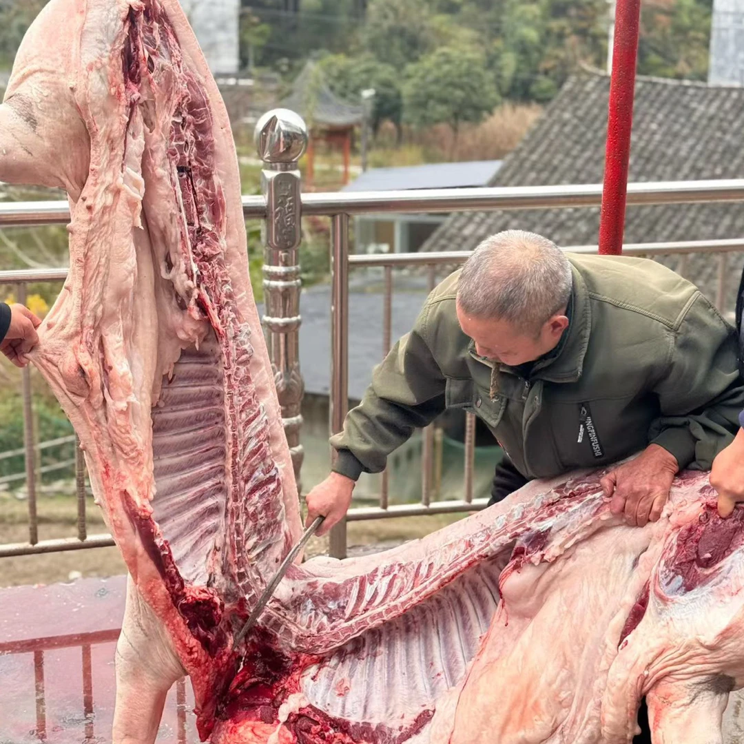 湖北恩施高山农村粮食土猪现场称重