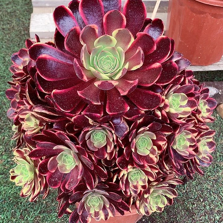 欧佳丽，多肉植物