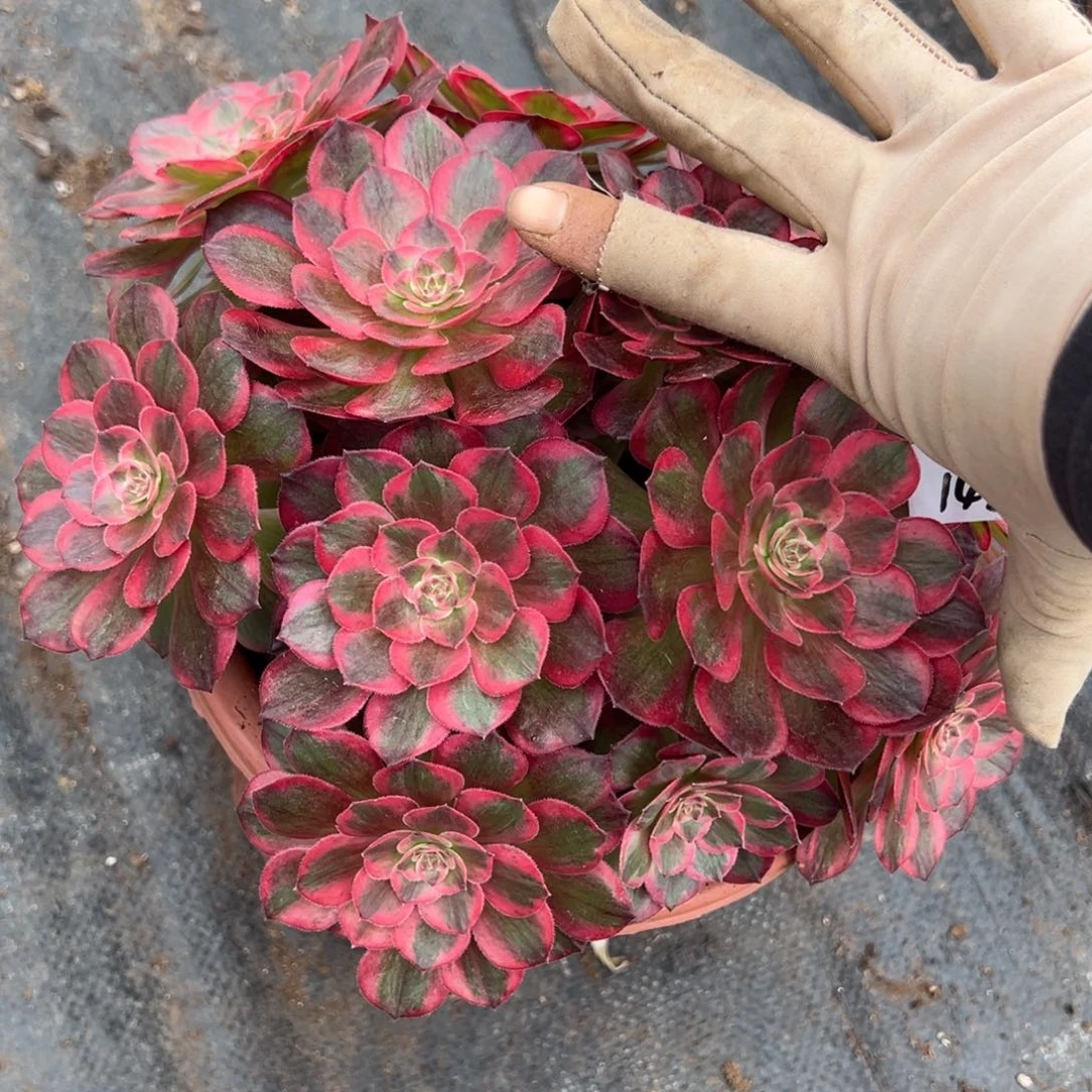 142云荷多肉植物紫