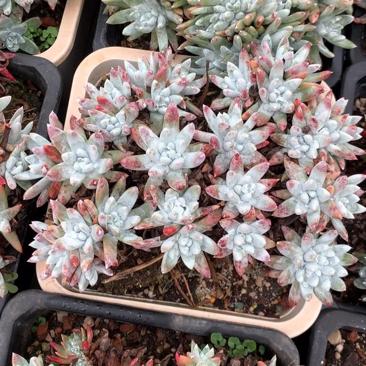 白姆，多肉植物啦啦啦啦啦