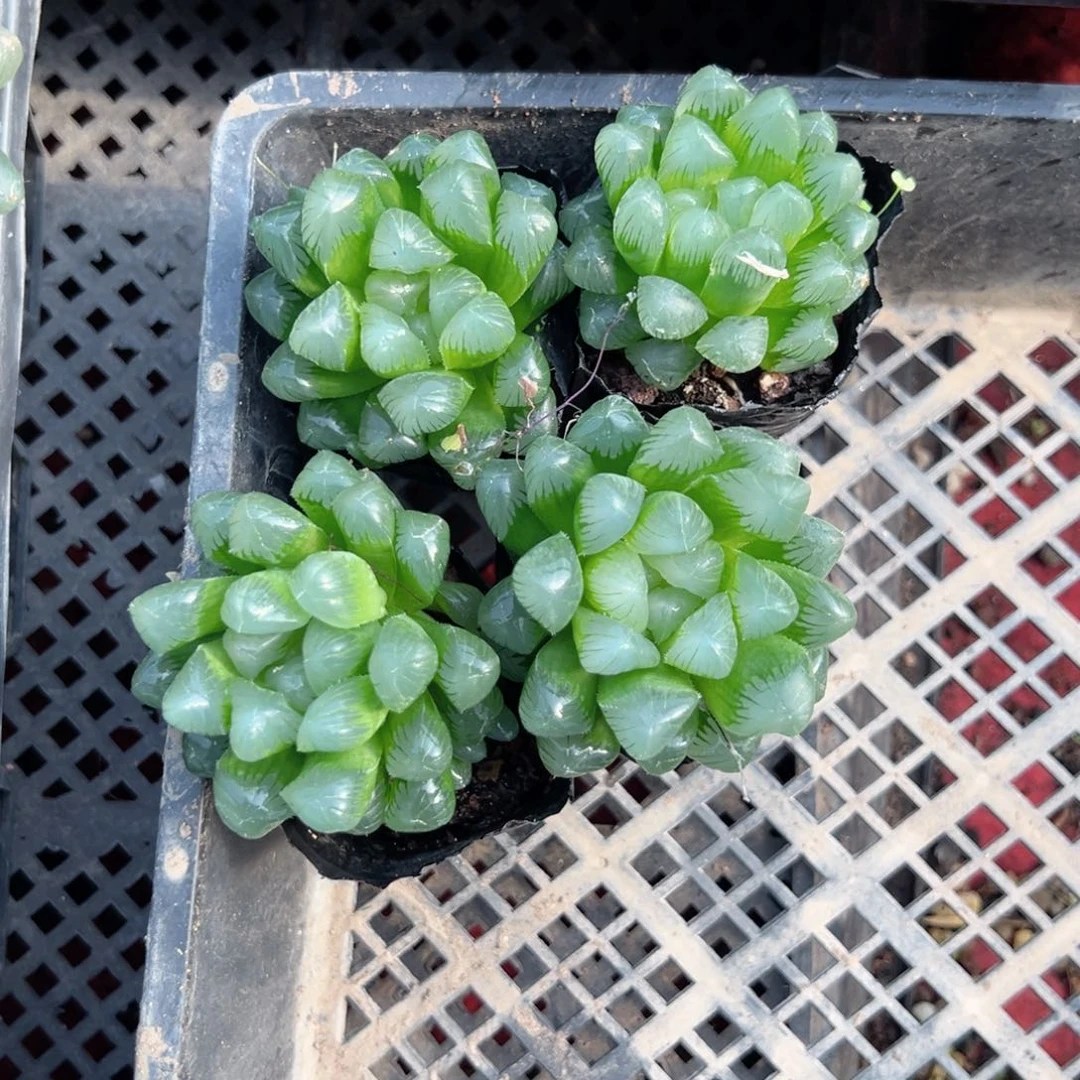 绿泡泡多肉植物一颗多肉