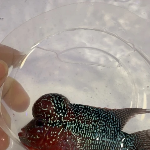 罗汉鱼鸿运罗汉一条1111