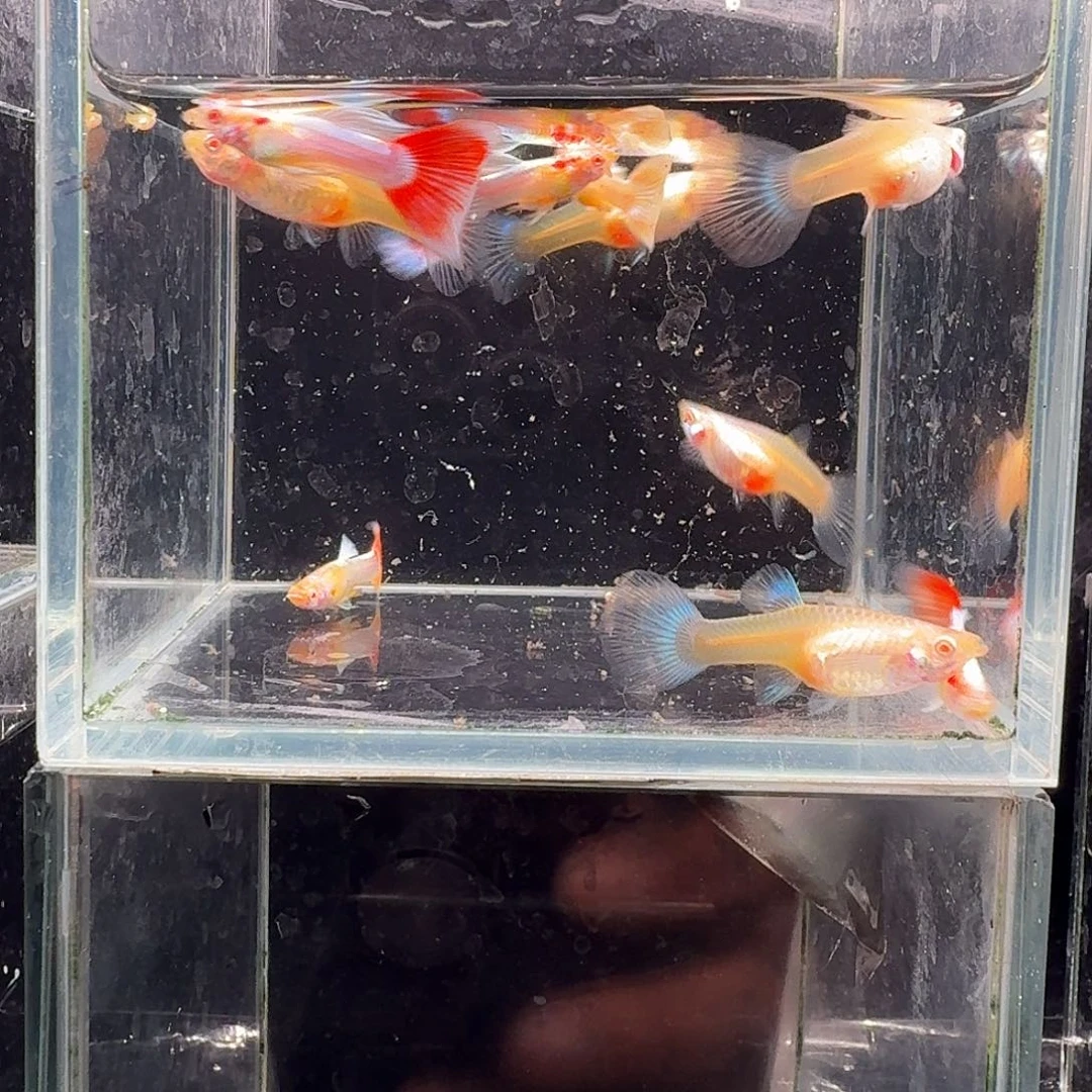 孔雀鱼火烧云5对孔雀鱼