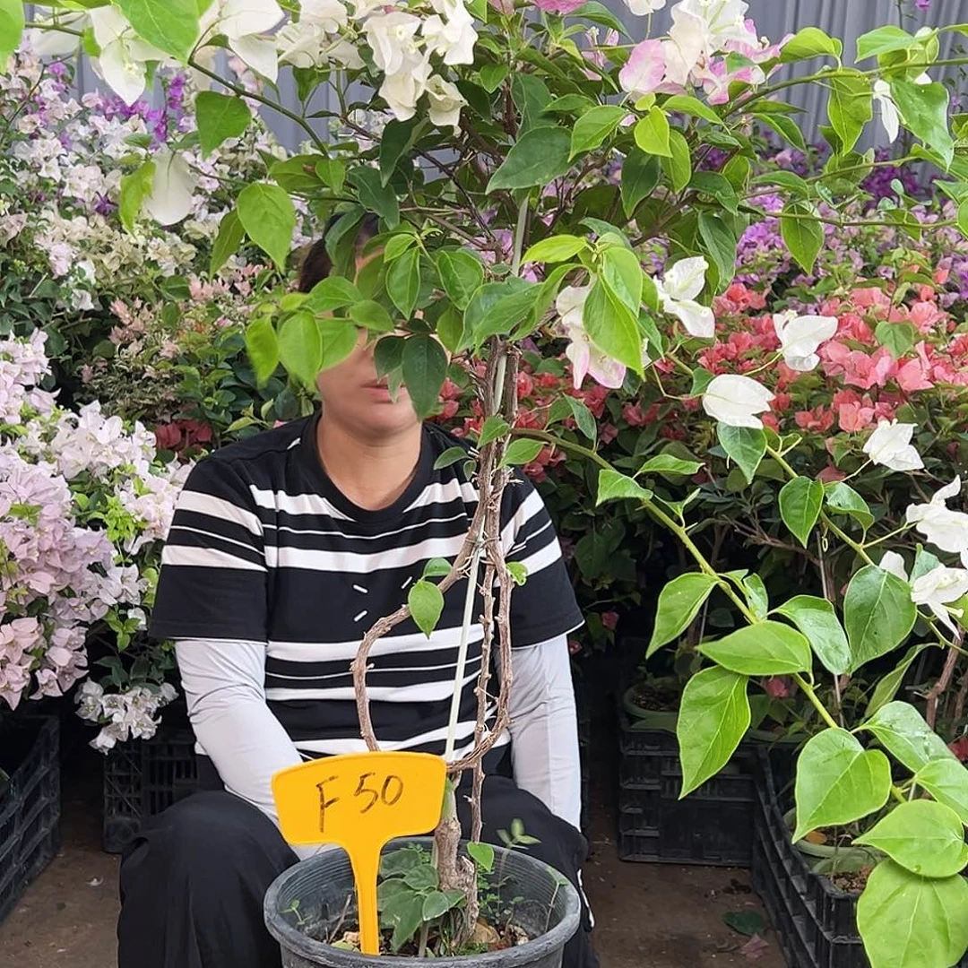 嗳***e大部分花苞少量开放F50