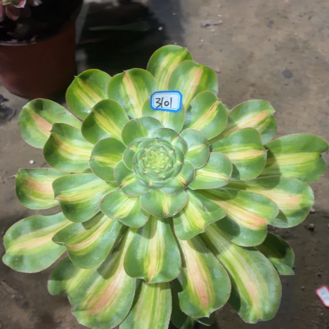 暴君法师多肉3101