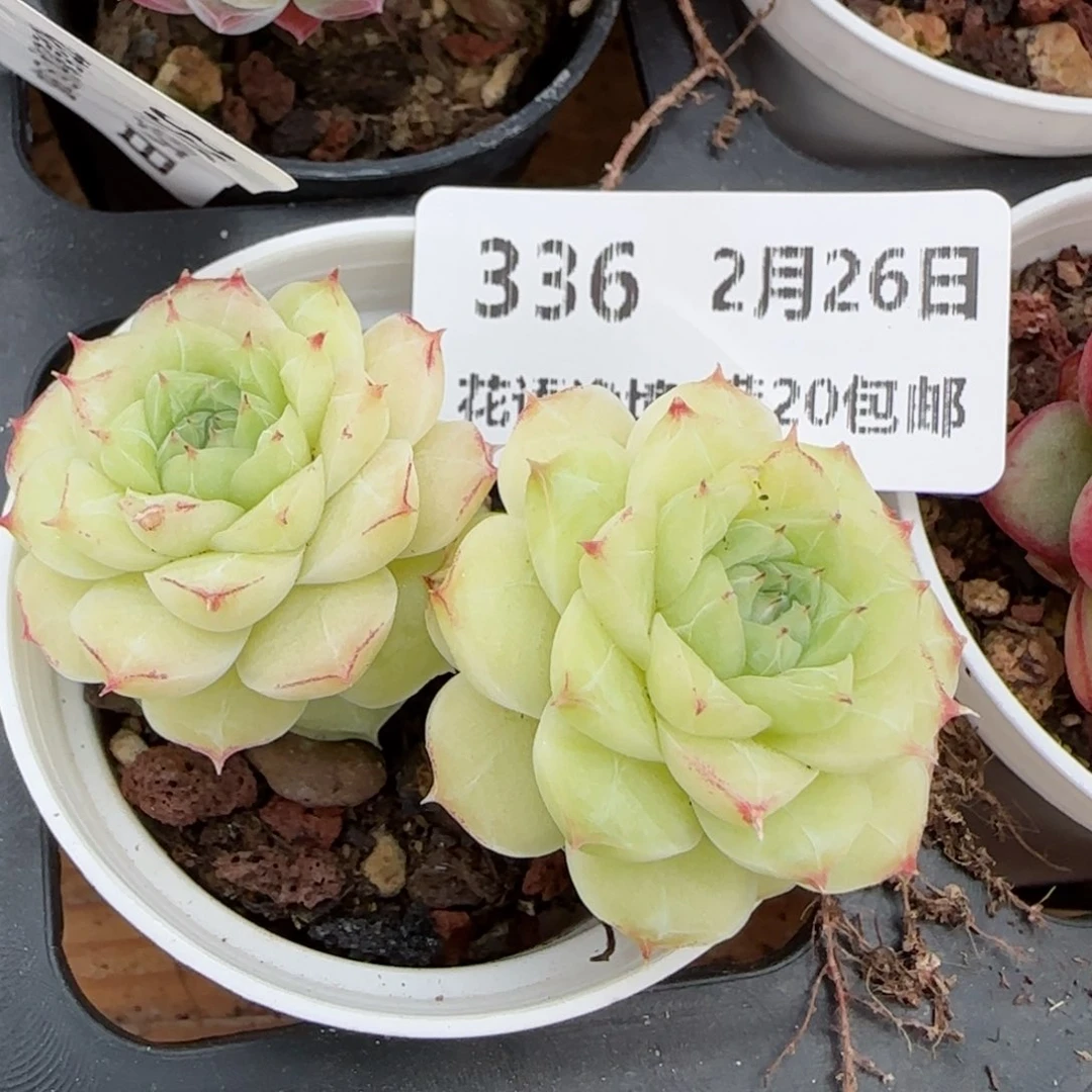 花语逸镜0226-336