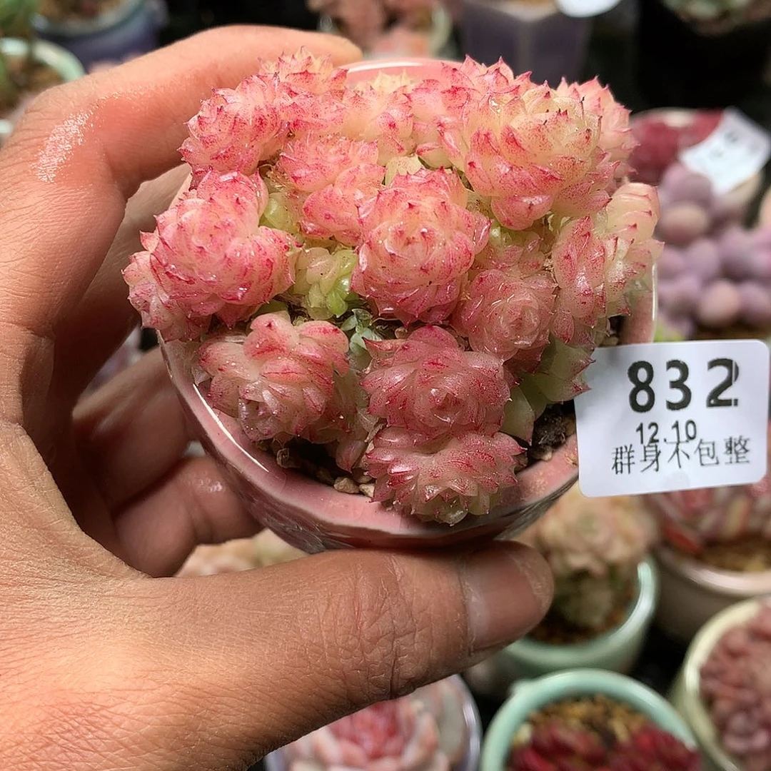 精控拇指盆12.10832