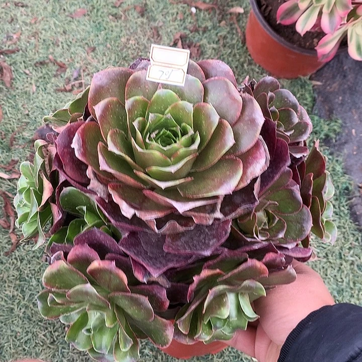 705魅金多肉植物