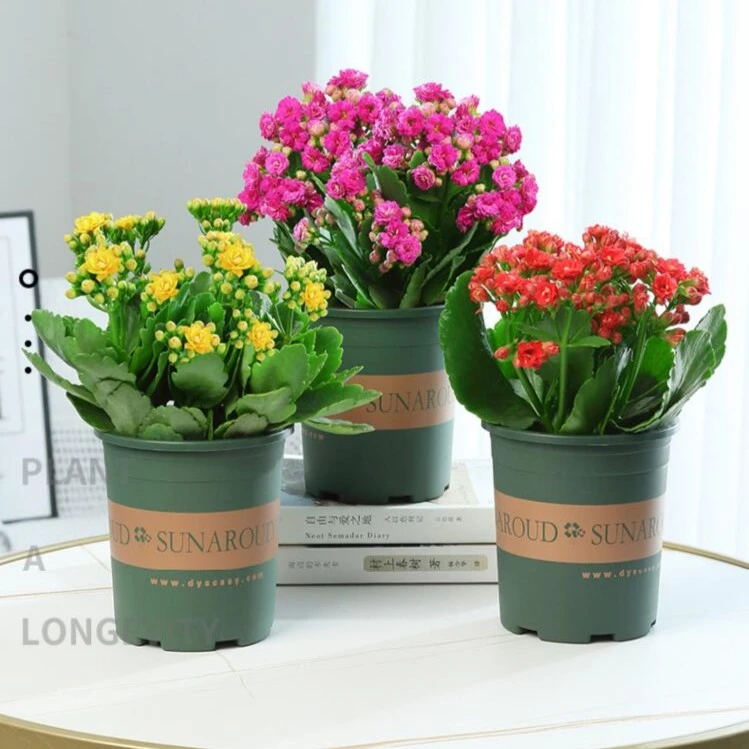 长寿花盆栽植物室内净化空气提高空气质量