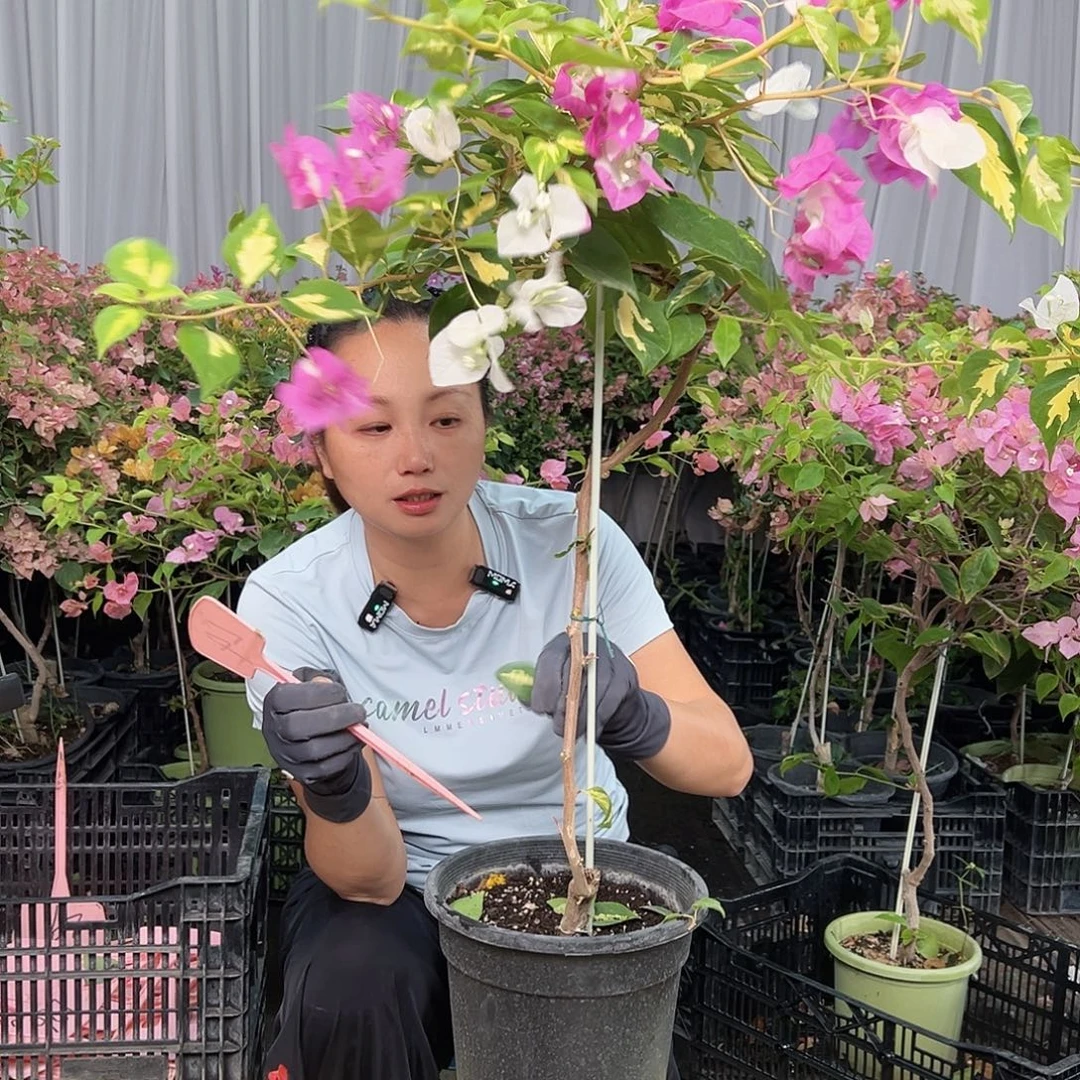 潘***当前无花栽培后可以开花L4金心双色
