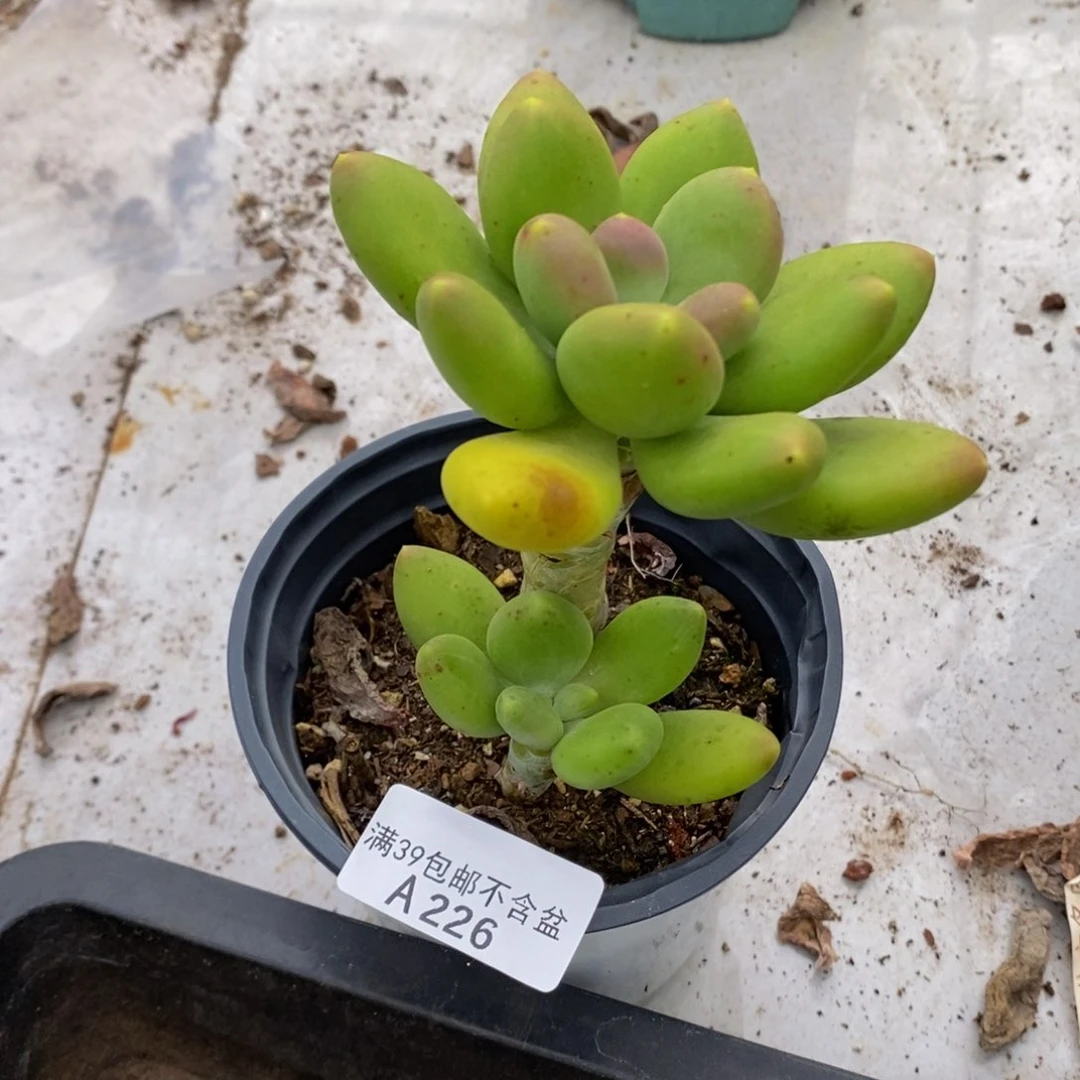 芒果奶9cm226多肉植物