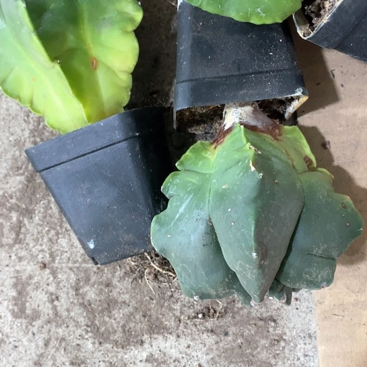 4个鸾凤仙人球3567899