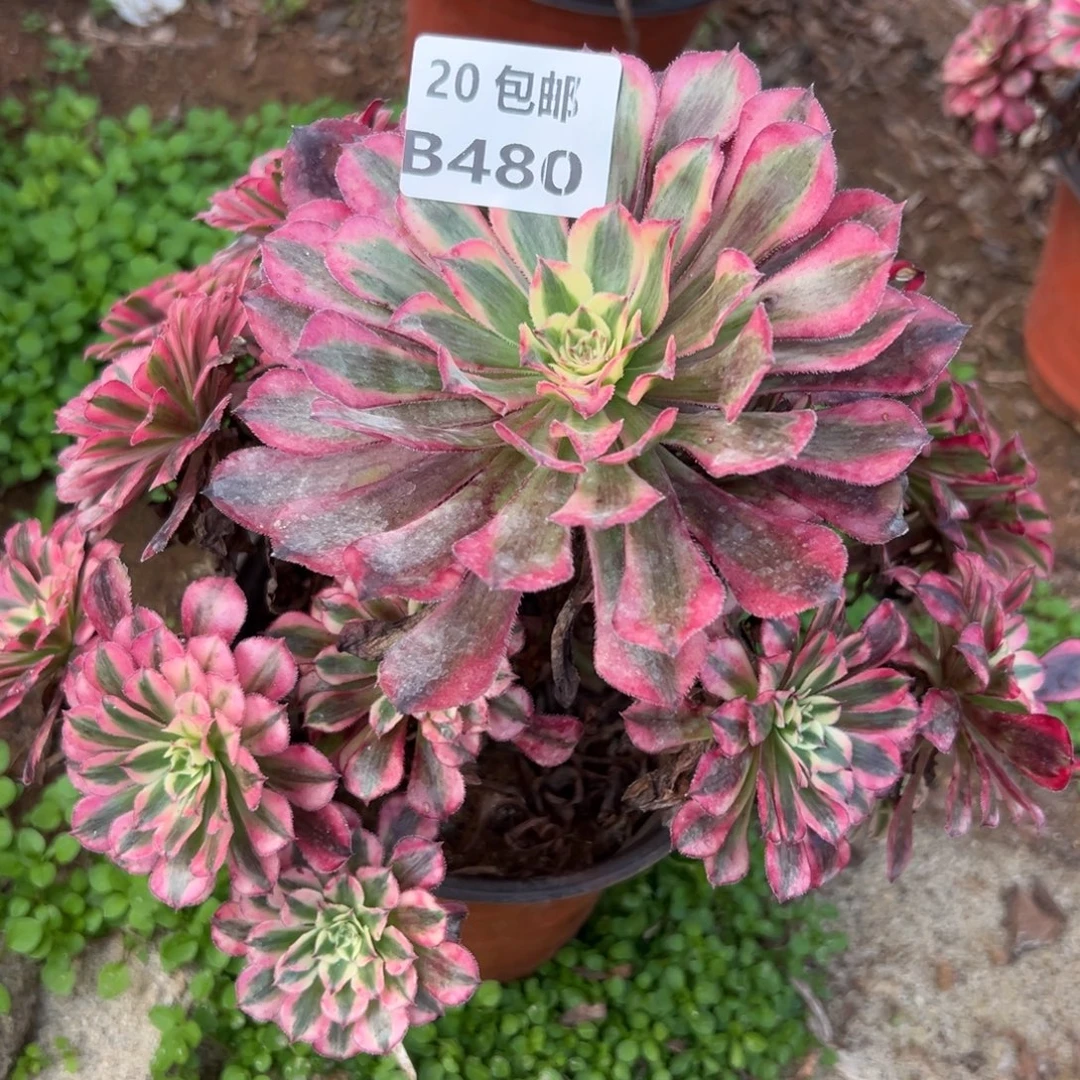 480红铜白，满20包邮