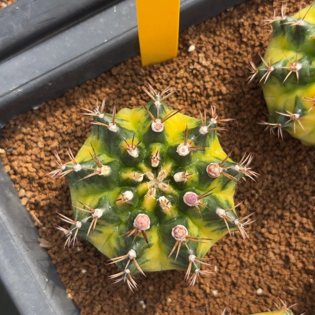 L519-0102泰国发货 松饼