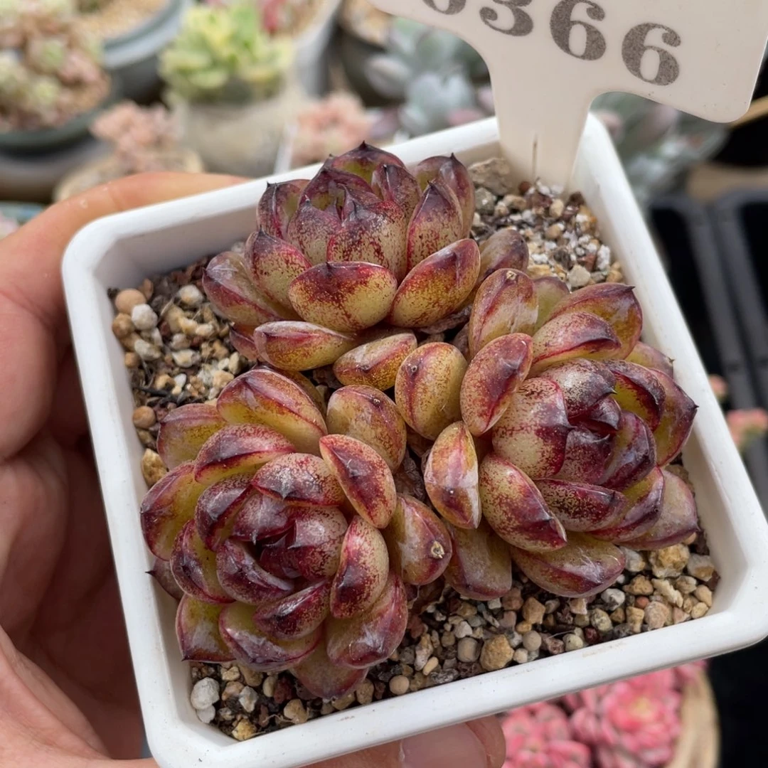 0366黑水晶不带盆8厘米
