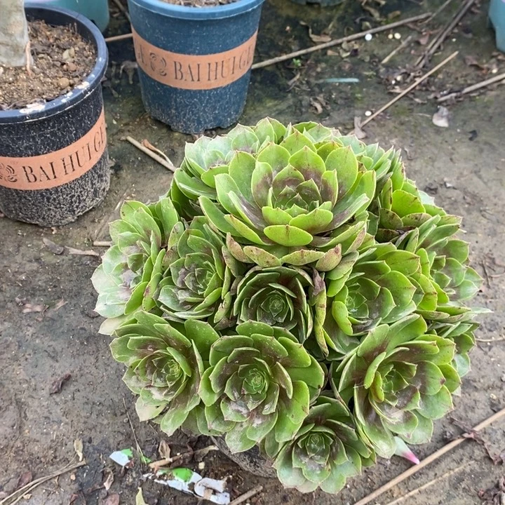 万圣节多肉植物37。