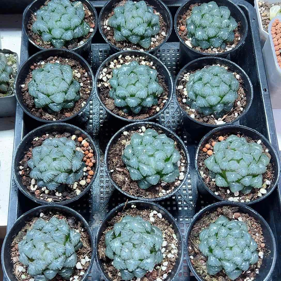 十二卷多肉潘氏冰灯