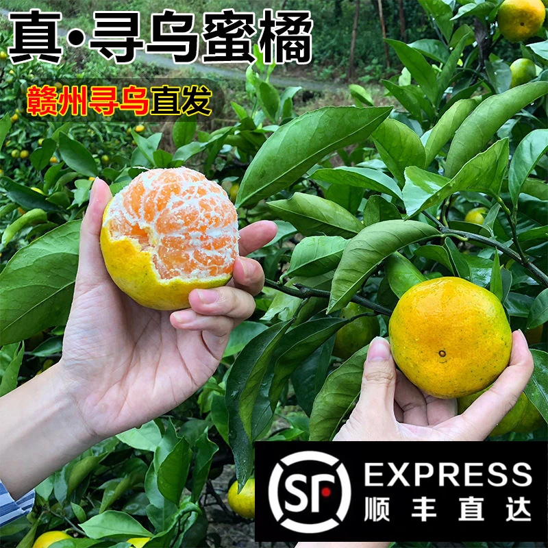 【顺丰包邮】寻乌蜜桔现摘青皮蜜桔爆汁应季水果酸甜爽口无籽无核