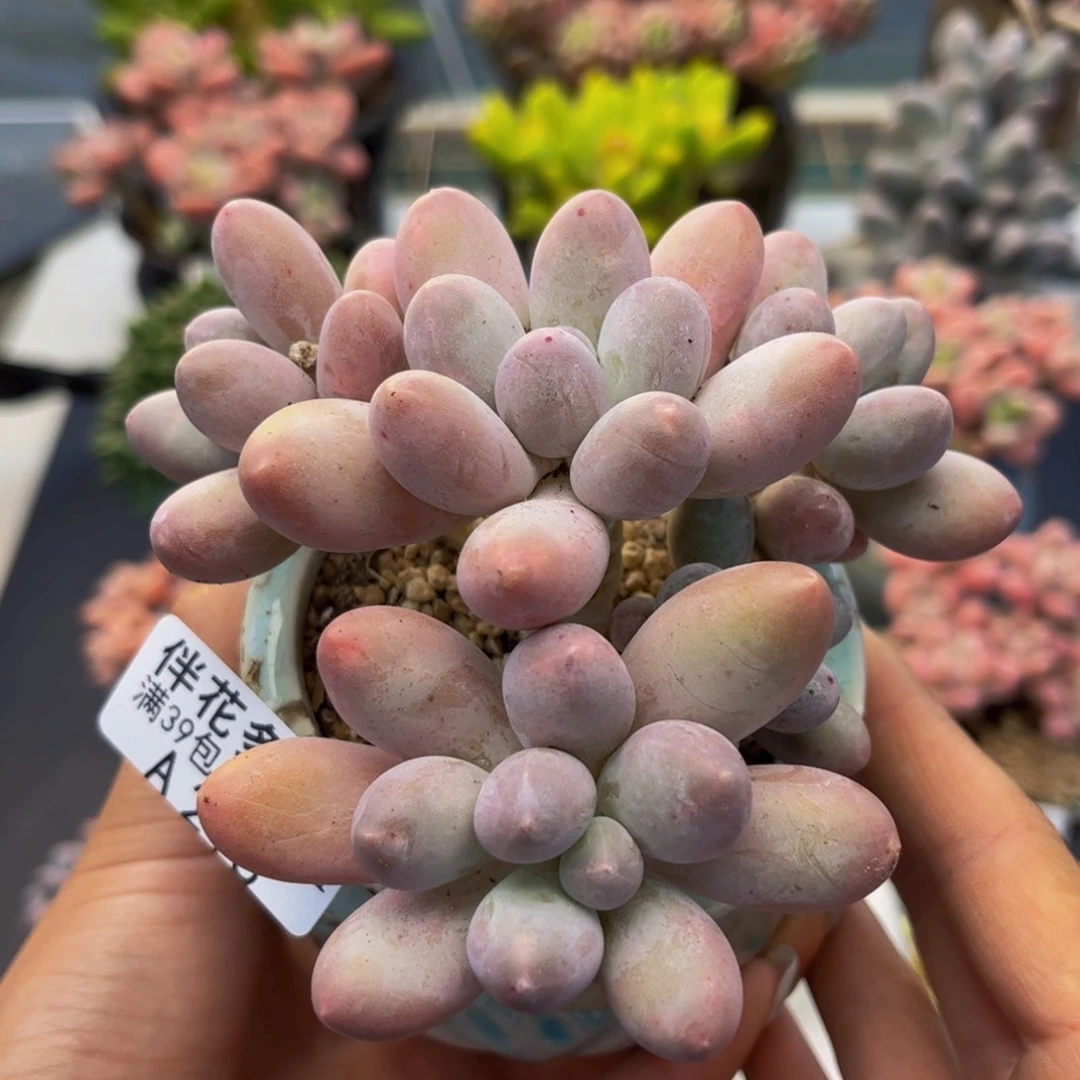 218-汤圆多肉8cm多肉