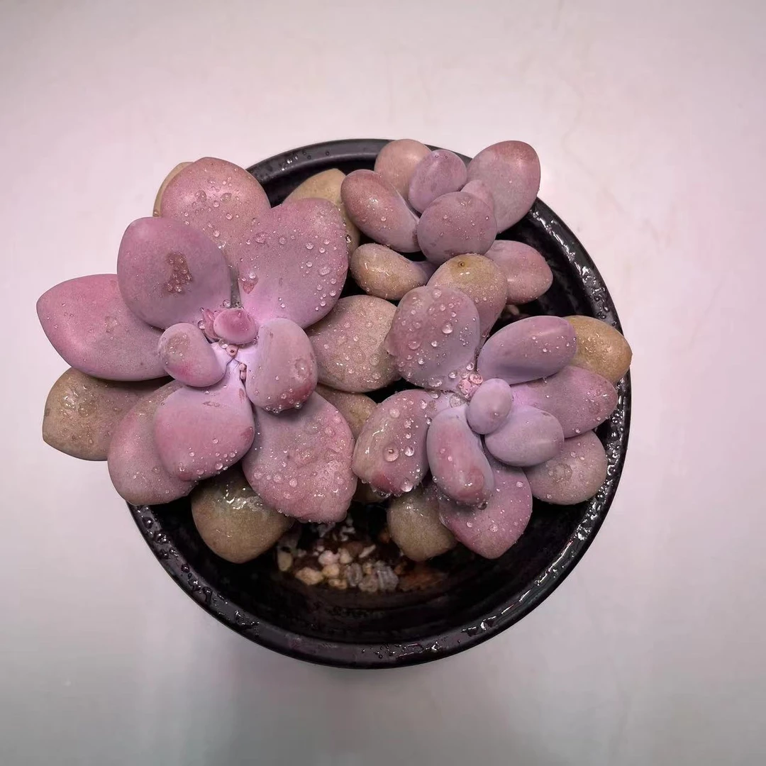 桃蛋精品 精控多肉植物 肉嘟嘟新手好养 买二送一