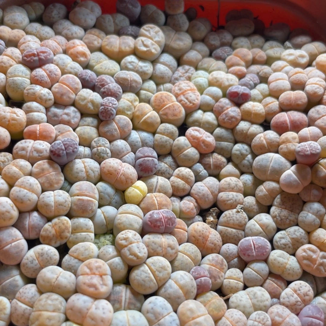 大盆特价一物一拍～55