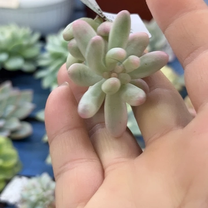 676乙女心腹轮锦炸多肉植物