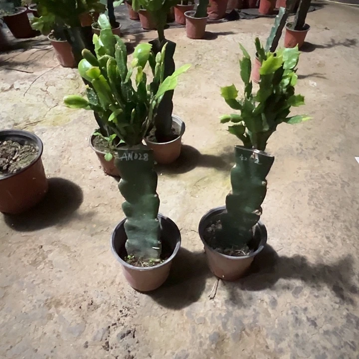 完全开放AN028. 红羽毛