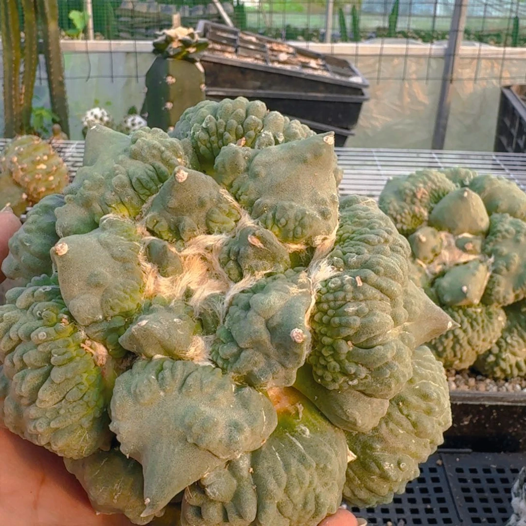 往**风仙人球开花一个