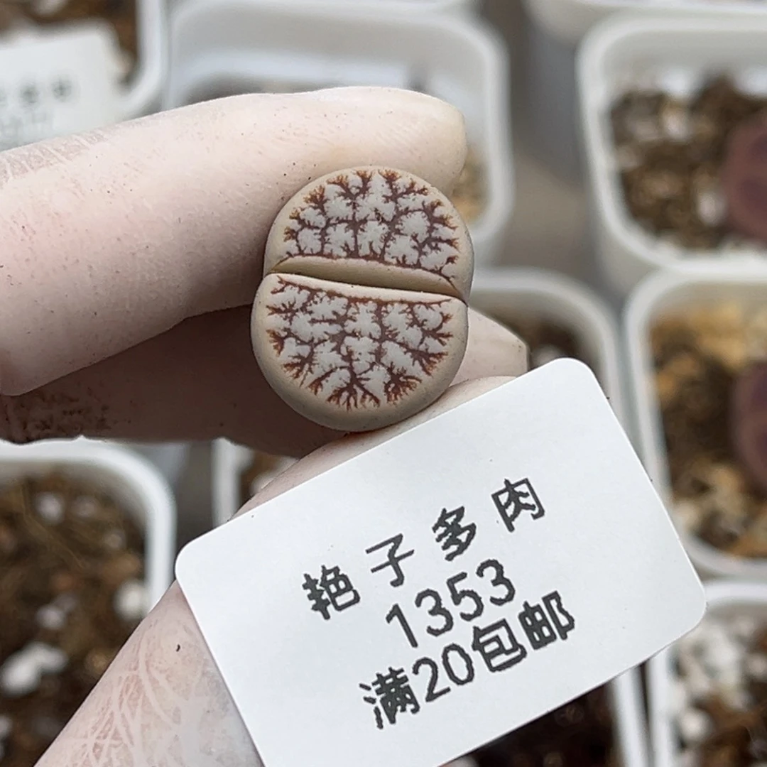 依***嘿1353号一颗好看的189