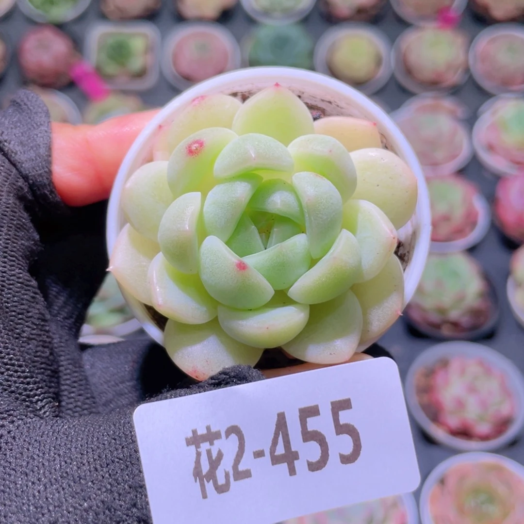 花利美2-455新品