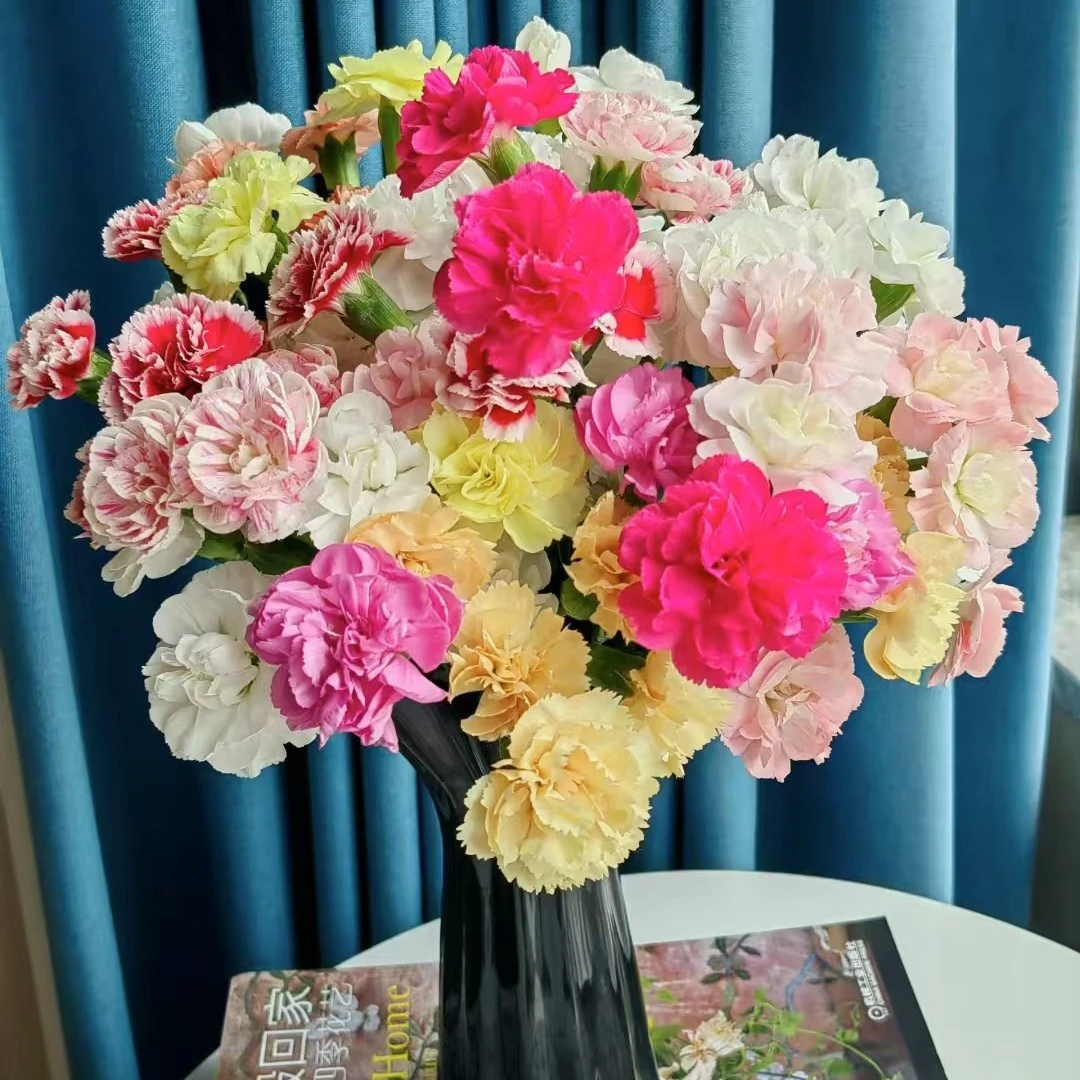 【香羿鲜花】混色多头康乃馨8枝/全场任意两单及以上包邮