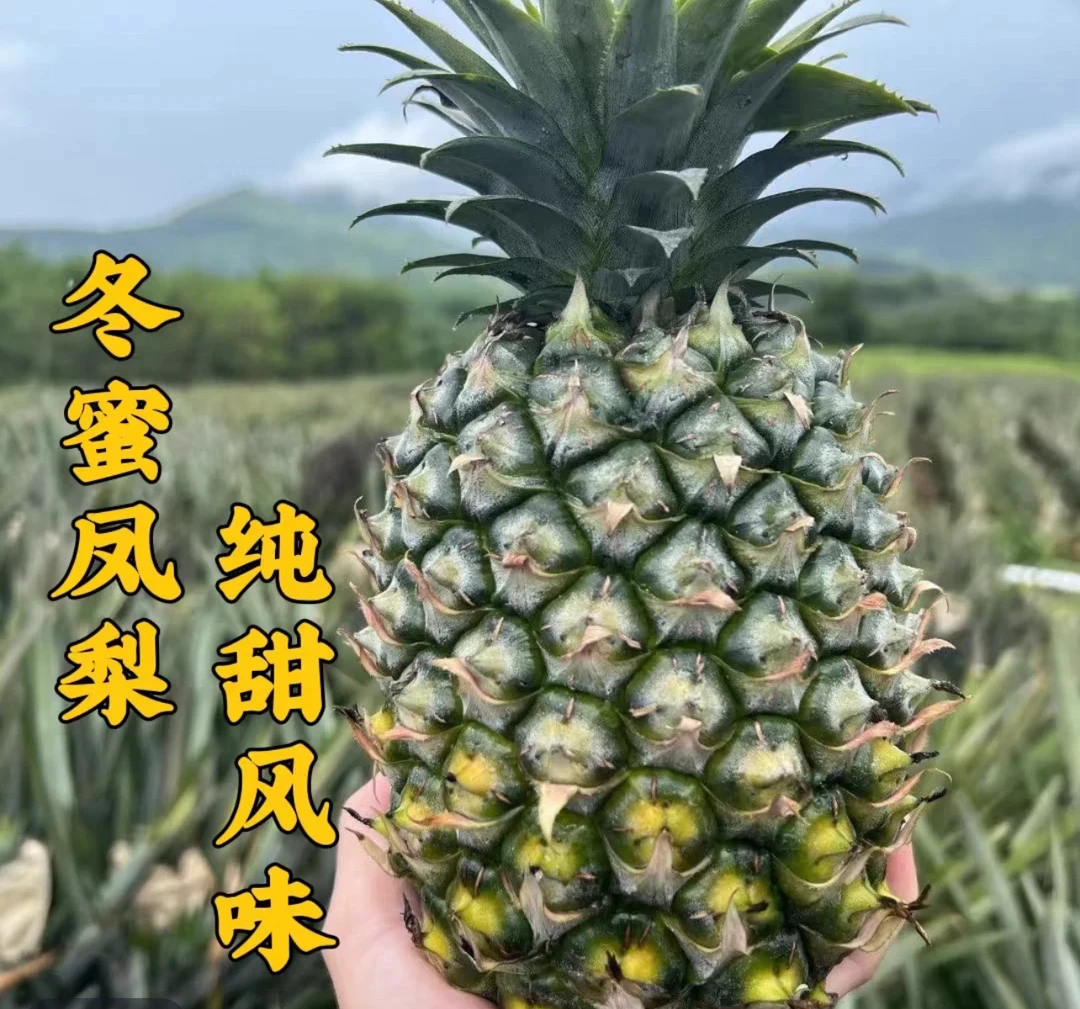 【顺丰包邮】海南岛 冬蜜凤梨 甜度高果肉偏白芯偏硬得去芯食用