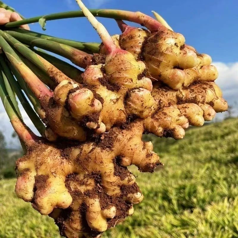 贵州高山小黄姜新鲜现挖姜味浓郁老度适中