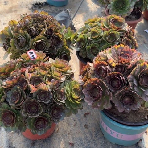 18-94拉丝朵朵亮牌15.8多肉植物