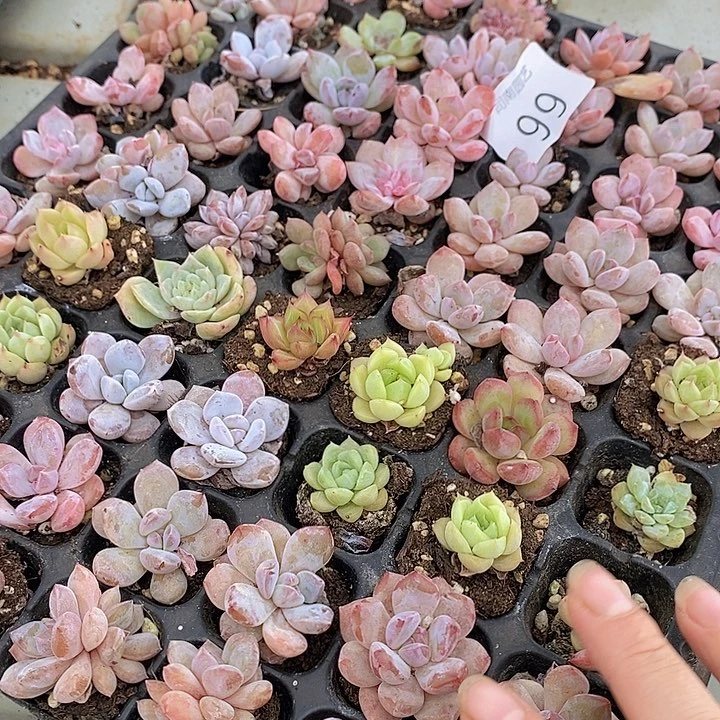 99 多肉植物盆栽花卉植物