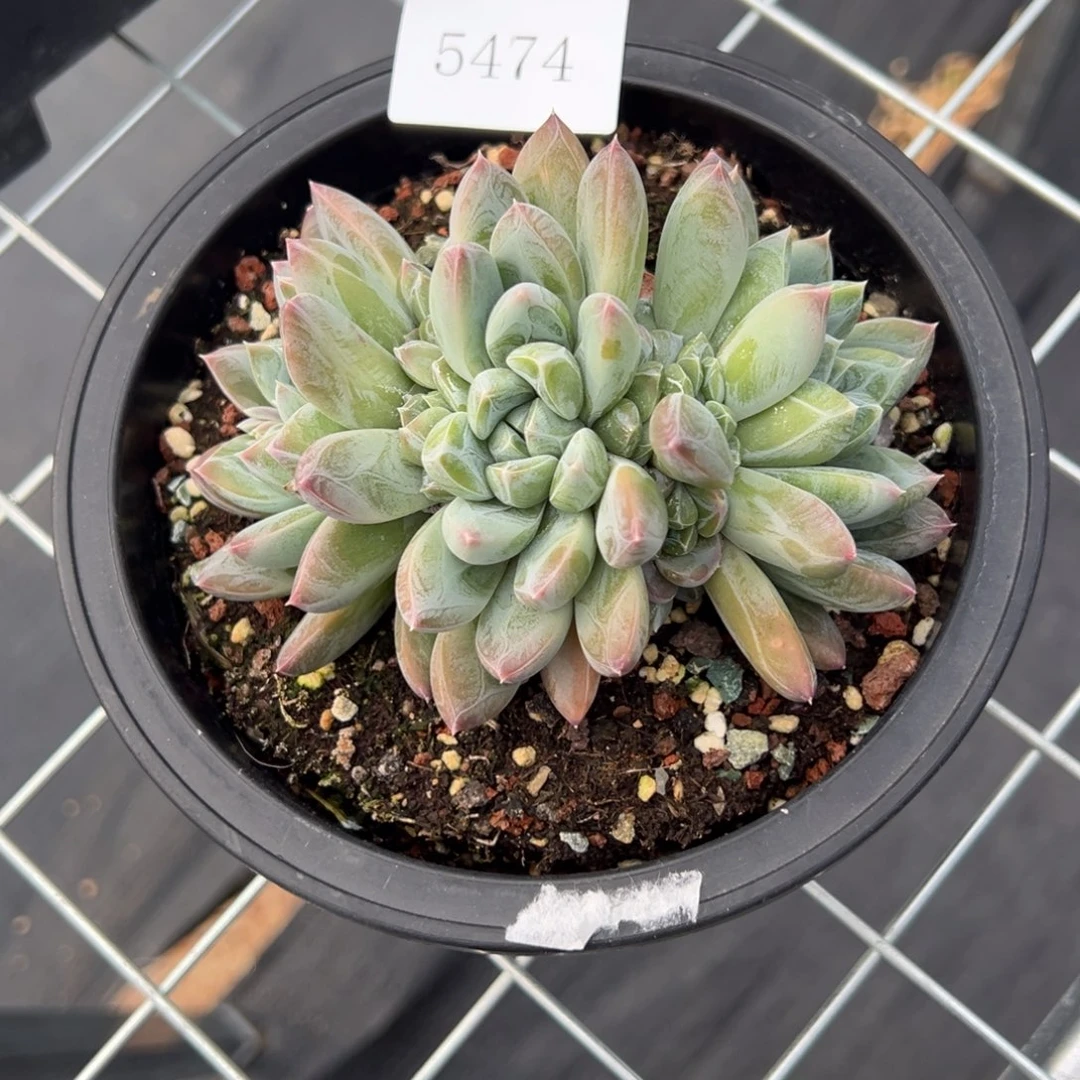 清***蟹5474肉多么多么多么多哦