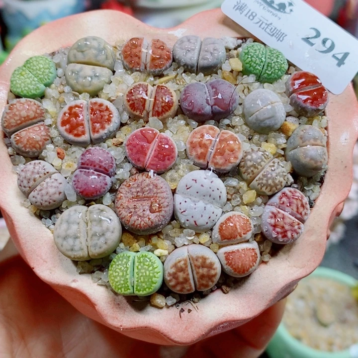 生石花花花花花花花294